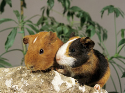 apaiser votre animal de compagnie avec les huiles essentielles